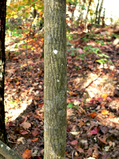 {Symplocos tinctoria}